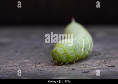 Makroaufnahme einer Tomaten-hornworm Stockfoto