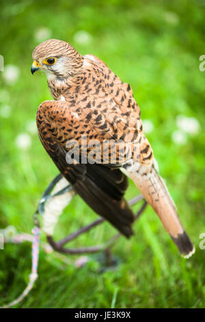 Gemeinsamen Kestrel - Falco Tinnunculus - Nahaufnahme von diesen schönen Vogel Stockfoto