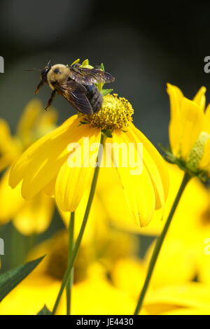 In der Nähe von Biene bestäubt Gelbe Blume Stockfoto