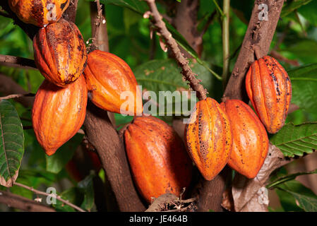 Große Gruppe Kakao Hülsen Hanf auf Baum. Orange Farbe Kakao Frucht Schoten Nahaufnahme Stockfoto