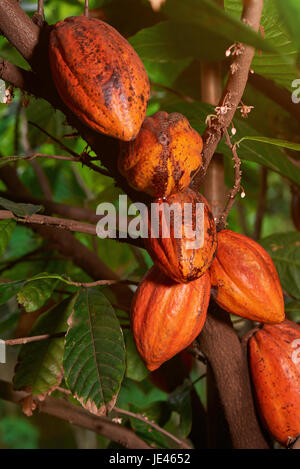 Gruppe der gelben Kakao Hülsen hängen am Baum. Pflanzung von Kakao-Früchte Stockfoto