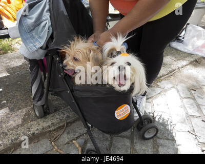 Hunde darauf vorbereiten, in der fünften jährlichen Brooklyn Bridge Marsch für Pistole Sinn gesponsert von Moms Nachfrage Aktion für Pistole Sinn in Amerika, März 03.06.17. Stockfoto