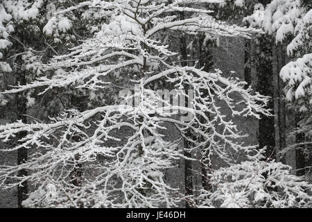 Blattlosen Baum seine Zweige mit weißem Schnee bedeckt, gegen eine große Zeder-Waldung nach einem Schneesturm in Japan mit zarten kleinen Zweige wie Finger. Stockfoto