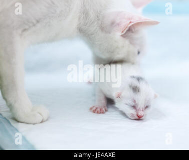 Weiße Katze tragen weiße Kätzchen zurück zu der Höhle Stockfoto