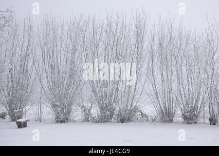 Verschneiter Winterwald Bei Engenhahn Im Taunus, Hessen, Deutschland Stockfoto