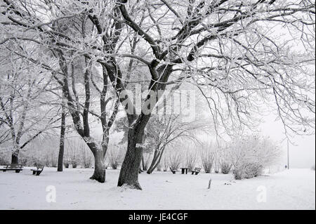 Verschneiter Winterwald Bei Engenhahn Im Taunus, Hessen, Deutschland Stockfoto