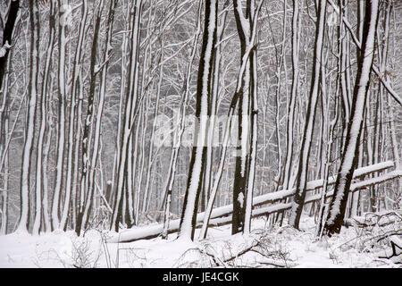 Verschneiter Winterwald Bei Engenhahn Im Taunus, Hessen, Deutschland Stockfoto