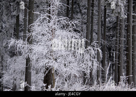 Verschneiter Winterwald Bei Engenhahn Im Taunus, Hessen, Deutschland Stockfoto