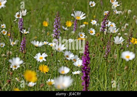 Wiese mit Mücken händelwurz (gymnadenia conopsea) Stockfoto