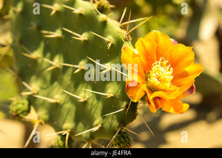 Bunt blühende Claret Cup Kaktus blüht closeup Stockfoto