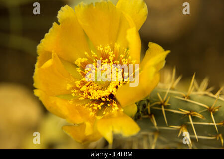 Bunt blühende Claret Cup Kaktus blüht closeup Stockfoto