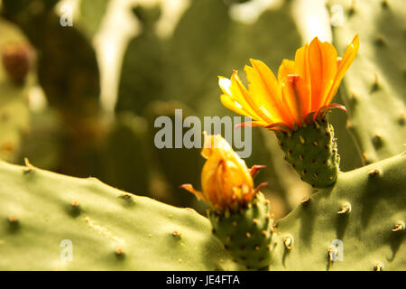 Bunt blühende Claret Cup Kaktus blüht closeup Stockfoto