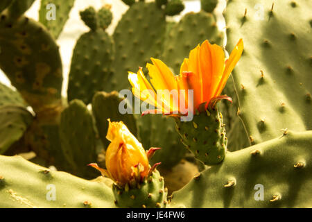 Bunt blühende Claret Cup Kaktus blüht closeup Stockfoto