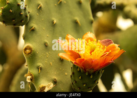 Bunt blühende Claret Cup Kaktus blüht closeup Stockfoto