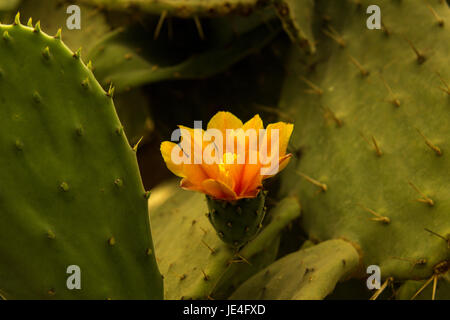 Bunt blühende Claret Cup Kaktus blüht closeup Stockfoto