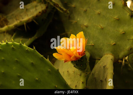 Bunt blühende Claret Cup Kaktus blüht closeup Stockfoto