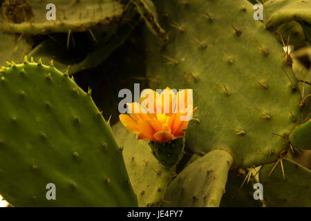 Bunt blühende Claret Cup Kaktus blüht closeup Stockfoto