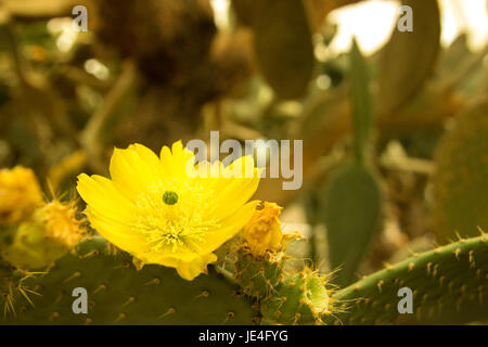 Bunt blühende Claret Cup Kaktus blüht closeup Stockfoto