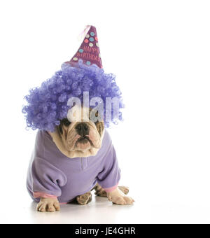 Geburtstag Hund - englische Bulldogge mit Geburtstag Hut und Perücke isoliert auf weiss Stockfoto