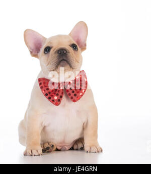 französische Bulldogge tragen rote Fliege nachschlagen auf weißem Hintergrund Stockfoto