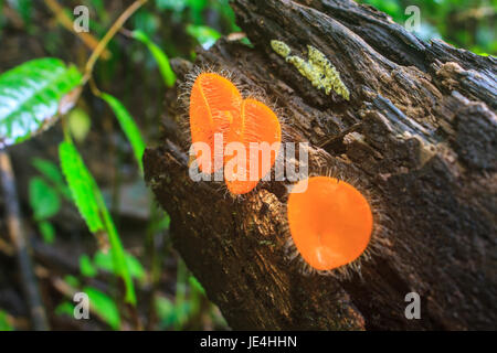 Champagner Pilzen (Fungi Cup) auf Natur Hintergrund. Stockfoto