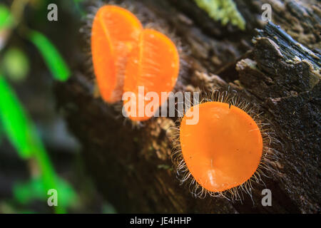 Champagner Pilzen (Fungi Cup) auf Natur Hintergrund. Stockfoto