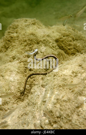 Die Würfelschlange mit einer Fischbeutetier, Fluss Mrežnica, Kroatien Stockfoto