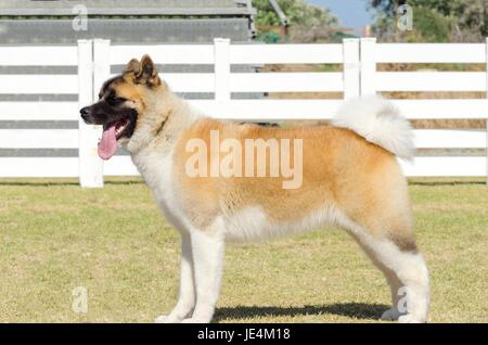 Ein Höhenplan eine Zobel, weißer und brauner Pinto American Akita Hund stehen auf dem Rasen, unverwechselbaren für Plüsch Schwanzspitze, die über seine zurück zu locken und die schwarze Maske. Ein großer und starker Hund zu züchten. Stockfoto