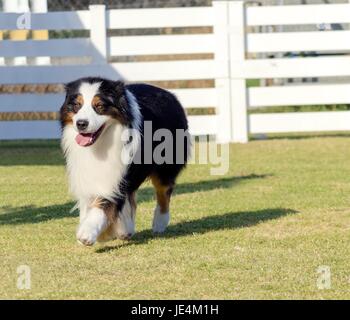 Eine junge, gesunde, schöne, schwarz, weiß und rot Australian Shepherd Hund zu Fuß auf dem Rasen suchen, sehr ruhig und liebenswert. Aussie Hunde sind sehr gute Rettungs- und Blindenhunde. Stockfoto