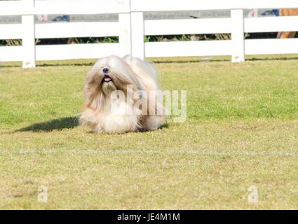 Ein Porträt-Blick auf eine kleine leichte Tan, beige, Beige, grau und weiß Lhasa Apso Junghund mit einem langen, seidigen Fell laufen auf dem Rasen. Die langhaarige, bärtige Lasa Hund hat schwere gerade lange Fell und ist ein Begleithund. Stockfoto