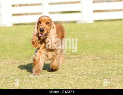 Eine kleine, junge schöne Fawn, red English Cocker Spaniel Hund zu Fuß auf dem Rasen, mit seinen Mantel abgeschnitten in einer Show geschnitten, sehr freundlich und schön. Die Cocker Spanyell Hunde sind eine intelligente, sanfte und fröhliche Rasse. Stockfoto