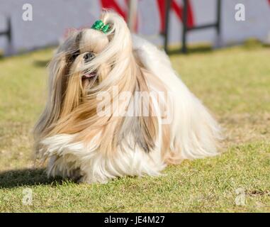 Ein kleiner Junge leichte braune, schwarze und weiße Tan Shih Tzu Hund mit einem langen, seidigen Fell und geflochtenen Kopf Mantel laufen auf dem Rasen. Stockfoto