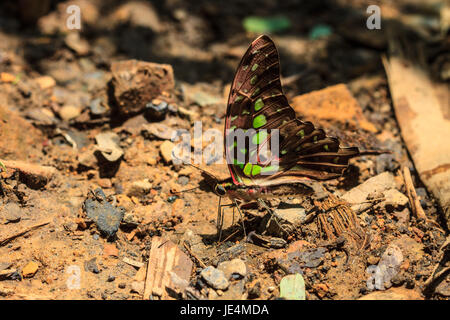 Schmetterling auf Boden in einem Wald Stockfoto