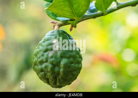 Bergamotte auf Baum in Gaden, Bergamotte (Kaffernlimette) Früchte Stockfoto