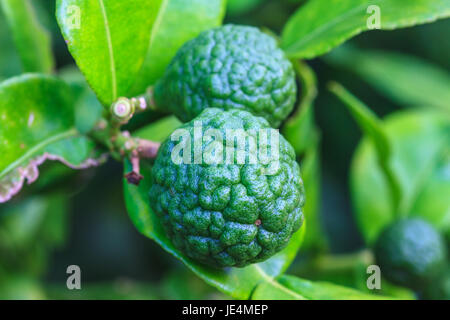 Bergamotte auf Baum in Gaden, Bergamotte (Kaffernlimette) Früchte Stockfoto