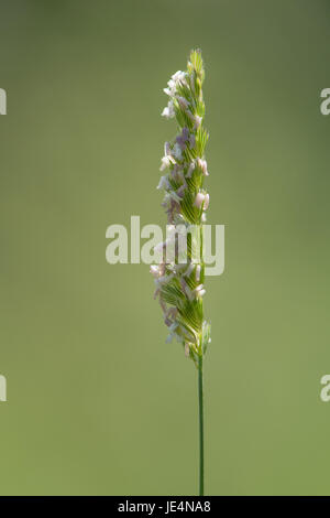 Crested-Hundeschwanz (Cynosurus Cristatus) Rasen in Blüte. Rispe des Werks in der Familie Poaceae zeigt Staubgefäße Blume in einer britischen Wiese Stockfoto