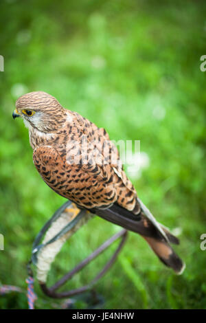 Gemeinsamen Kestrel - Falco Tinnunculus - Nahaufnahme von diesen schönen Vogel Stockfoto