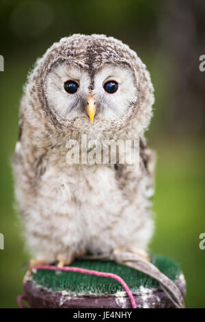 Nahaufnahme eines Babys Waldkauz (Strix Aluco) Stockfoto