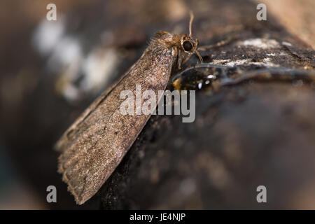 Gemeinsame Lutestring Motte (Ochropacha Duplaris) füttern. Britische Insekt in der Familie Drepanidae mit Rüssel Honig auf Niederlassung Essen Stockfoto