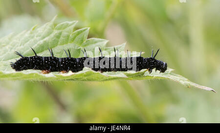 Peacock butterfly (Aglais Io) späten Instar Raupe. Beeindruckende Larve in der Familie Nymphalidae Fütterung auf Brennnessel (Urtica Dioica) Stockfoto