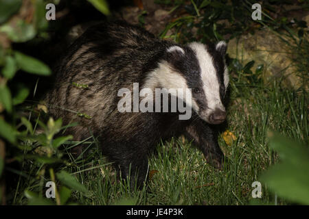 Europäischer Dachs (Meles Meles) auf Nahrungssuche. Fleischfresser in der Familie Mustelidae Jagd für Wirbellose Vegetation in Somerset, Großbritannien Stockfoto