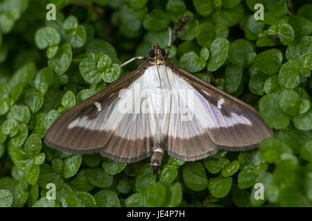 Feld Baum Motte (Cydalima Perspectalis). Insekten in der Familie Crambidae, eingeführt in Europa und ein Schädling Arten der Box (Buxus sp.) Stockfoto