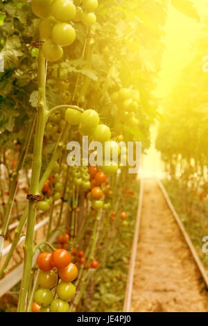 Rows of tomato hydroponic plants in greenhouse.Red tomatoes fresh on the tree, organic for good health. Red and green tomatoes ripening on the bush in Stockfoto