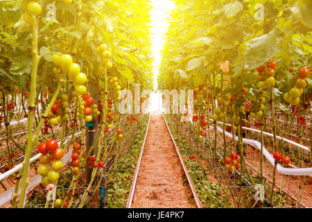 Rows of tomato hydroponic plants in greenhouse.Red tomatoes fresh on the tree, organic for good health. Red and green tomatoes ripening on the bush in Stockfoto