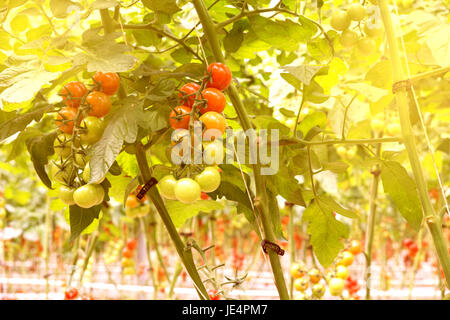 Rows of tomato hydroponic plants in greenhouse.Red tomatoes fresh on the tree, organic for good health. Red and green tomatoes ripening on the bush in Stockfoto