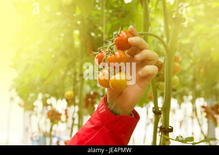 Rows of tomato hydroponic plants in greenhouse.Red tomatoes fresh on the tree, organic for good health. Red and green tomatoes ripening on the bush in Stockfoto