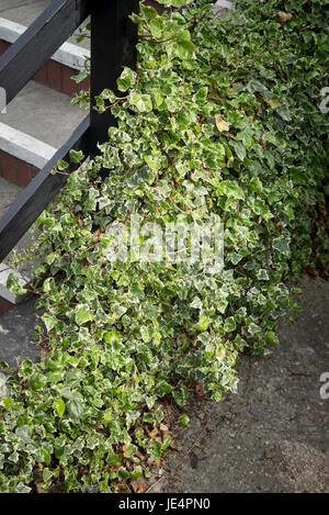 Ivy verwendet, um unangenehme leeren Raum neben einer Outdoor-Treppe im Königreich zu verschleiern Stockfoto