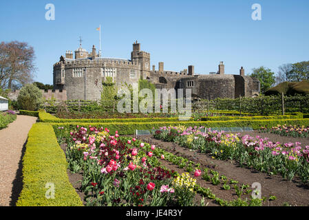 Rosa Tulpen und Burgund Mauerblümchen blühen in einem großen Gemüsegarten Garten wachsen Blumen und Gemüse für die Burg in Walmer Kent UK Stockfoto