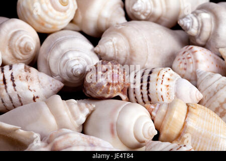 Sammlung von verschiedenen bunten Muscheln auf weißem Hintergrund Stockfoto