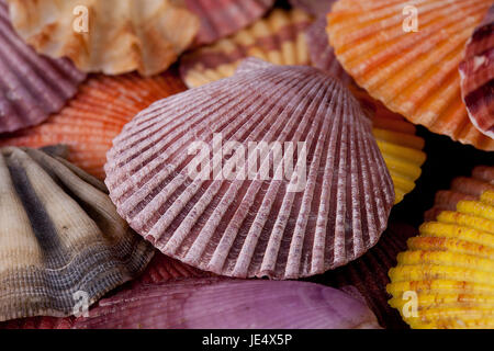 Sammlung von verschiedenen bunten Muscheln auf schwarzem Hintergrund Stockfoto